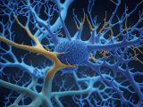 The Neuroscience Behind Thrills and Chills - Why We Love Excitement